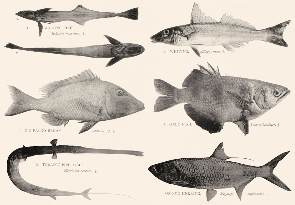 GREAT BARRIER REEF FISH Sucking Whiting Bream Rifle Pipe Ox-eye Herring 1893